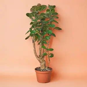 Aralia Fabian Stump ‘Polyscias Scutellaria’ - Indoor Live Plant, Large, Pet Friendly, Hard Wood Stem, Bright Light, Office Decor, Home Decor, Houseplant