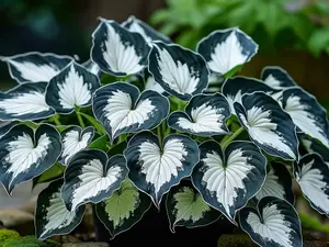 800PCS Mixed Hosta Seeds Unique Perennial Easy to Grow Shade Loving Plant for Pots & Gardens Indoor or Outdoor Summer Season All Seasons Versatile Use