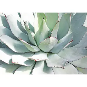 Butterfly Agave (Agave potatorum ‘Kissho Kan’) | Variegated Indoor/Outdoor Succulent Plant | Hand Picked Nursery