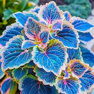Rainbow Coleus Seeds - Non-GMO Heirloom Seeds Beautiful Flowers to Plant Indoors or Outdoors Garden