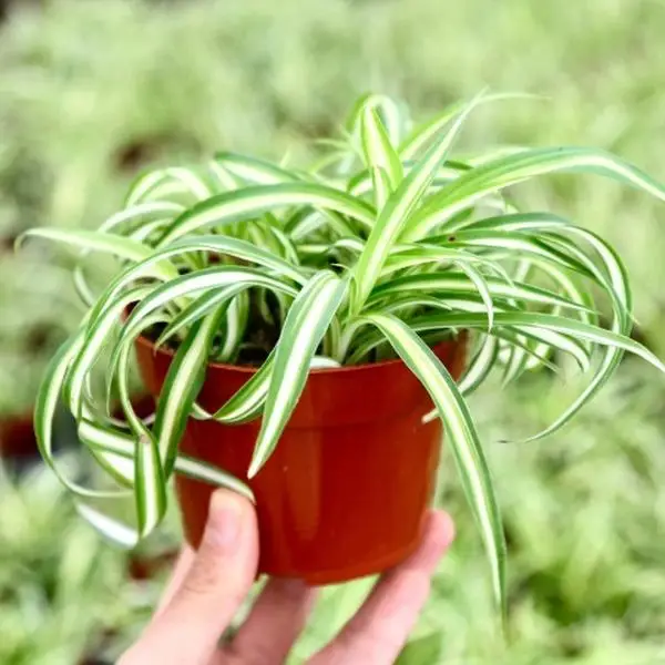 Curly Spider Plant Bonnie Live Houseplant in 4” Pot