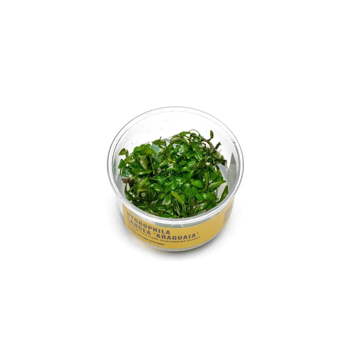 Hygrophila Araguaia UNS Tissue Culture