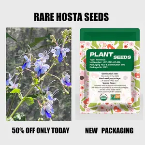 Plant Seeds Purple Hosta Rotheca myricoides Seeds Stunning Perennial Beauty for Easy Outdoor Gardening All Seasons Non-GMO Seeds Packaged in 2025 - Butterfly Flowers