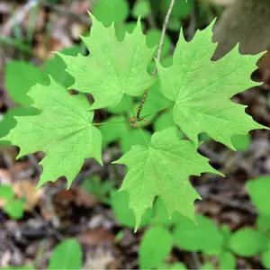 Sugar Maple Tree – Live Bare Root, 2–3 ft | Acer saccharum