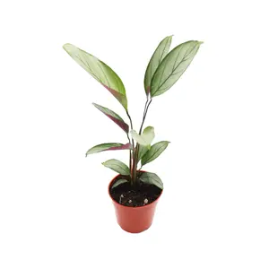 Calathea Setosa Grey Star-4'' from California Tropicals