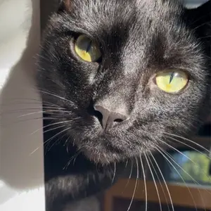 Intuitively Chosen by Lucifer or Jupiter Set of Crystals