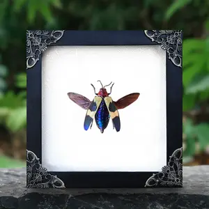 Framed Jewel Beetle Display Taxidermy Preserved Insect Unique Gifts Entomology Oddities Collection Vibrant Wall Art Home Decor Wood Shadow Box Design Nature Inspired Art