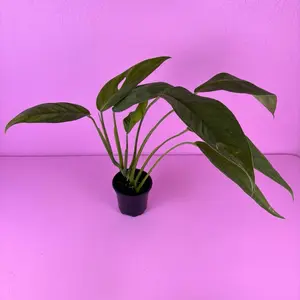RARE Monstera Obliqua sp. Colombia 4” | Collector Monstera | Tropical Houseplant