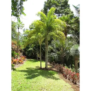 Foxtail Palm - Live Starter Plants in 2 Inch Pots - Wodyetia Bifurcata - Rare Ornamental Palms of Florida