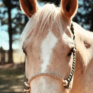 Knotted Lariat Halter for Horses - Durable and Stylish Design for Comfort and Control