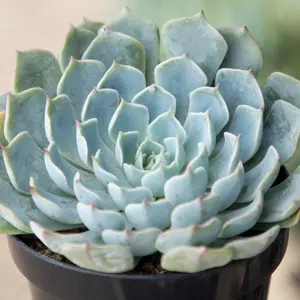 Echeveria ‘Arctic Ice’ USPP29,584: Blue Hen n' Chicks Succulent - Pet-friendly Plant for Cats & Dogs - Drought Tolerant Plants - Easy Plant Care - Hybrid Non-toxic Succulents – Flowering Plant