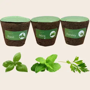 3" Preseeded Hydroponic Plugs - Basil, Mint, Parsley
