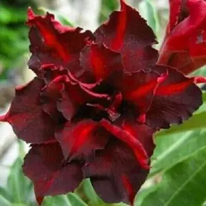 Green River 4 Pcs Dark Red Desert Rose Seeds - Premium Desert Rose Plant Seeds for Gardening, Flower Seeds Outdoor & Pots, Perennial Bonsai-Ready Succulent, Easy to Grow, Heat Tolerant, Drought Resistant