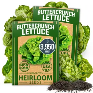 HOME GROWN Buttercrunch Lettuce Seed Pack - 3950 Non-GMO Vegetable Seeds - Ideal Seeds for Hydroponic Garden Indoor. Premium and Heirloom Butter Lettuce Seeds for Planting (Lactuca Sativa)