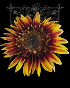 Jolly Joker Sunflower Seeds