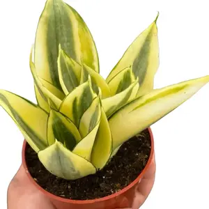 Golden Hahnii Snakeplant | Variegated Sanseveria | Beginner Houseplant | 4”