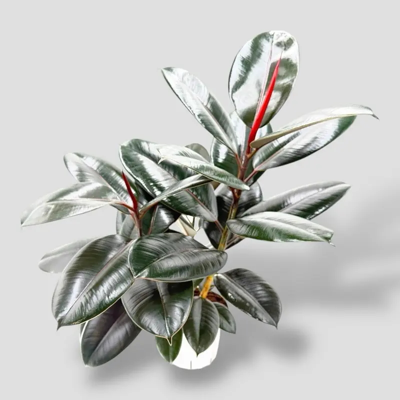 Rubber Tree 6” - Low Maintenance Large House Plant - Not Pet Safe