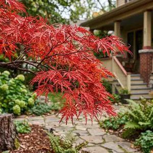 50 Japanese Red Maple Seeds for Planting - Variety for Home Gardening