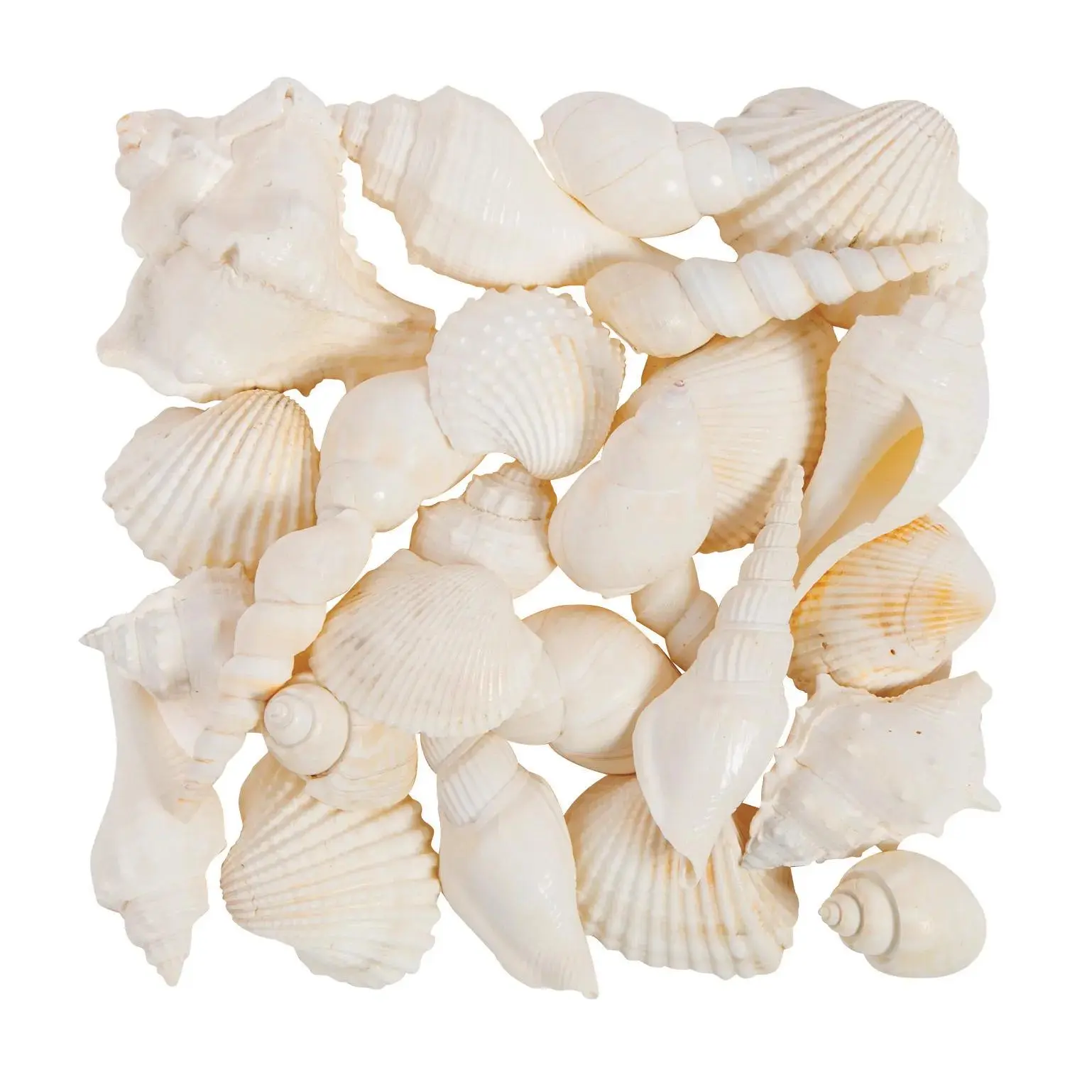 Mixed Large White Sea Shells