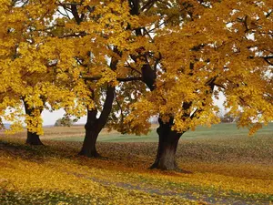 Boxelder Maple Tree Acer negundo Fast Seeds 5 Pack x 30 Seeds Non-GMO Heirloom Home Garden Container Raised Bed