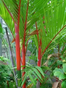 Cyrtostachys renda | Red Sealing Wax & Lipstick Palm | 10_Seeds