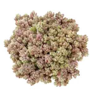 Sedum Minor - Sedum dasyphyllum 'Corsican Stonecrop'