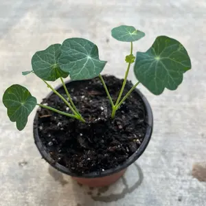 2 Nasturtiums live plants in a 4” pot/ edible flower nasturtiums/ kaleidoscope mix/ NON-GMO