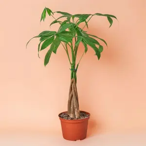 Braided Money Tree ‘Guiana Chestnut’ – Indoor Live Plant, Luck and Good Fortune Plant, Medium, Pet Friendly & Easy Caring, Air Purifying, Bright Light, Low Light