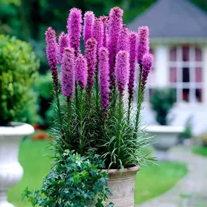 Marsh Blazing Star Seeds for Planting (Liatris Spicata) – Gayfeather Dense Meadow Blazing Star Seed Packet – Heirloom Seed, Perennial Wildflower Seeds Bulk for Garden, Containers, Outdoors