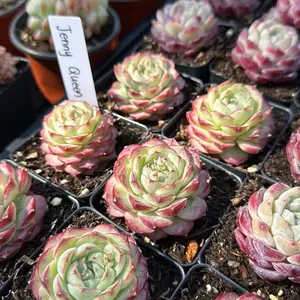 Echeveria ‘Jenny Queen’ (around 2'')- Bare Root Succulents - Terra Tales