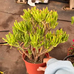 Jade gollum 6 inch pot