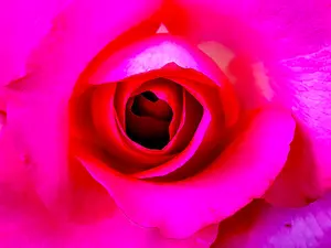 Pink Canvas Doral 20x30 Art Print