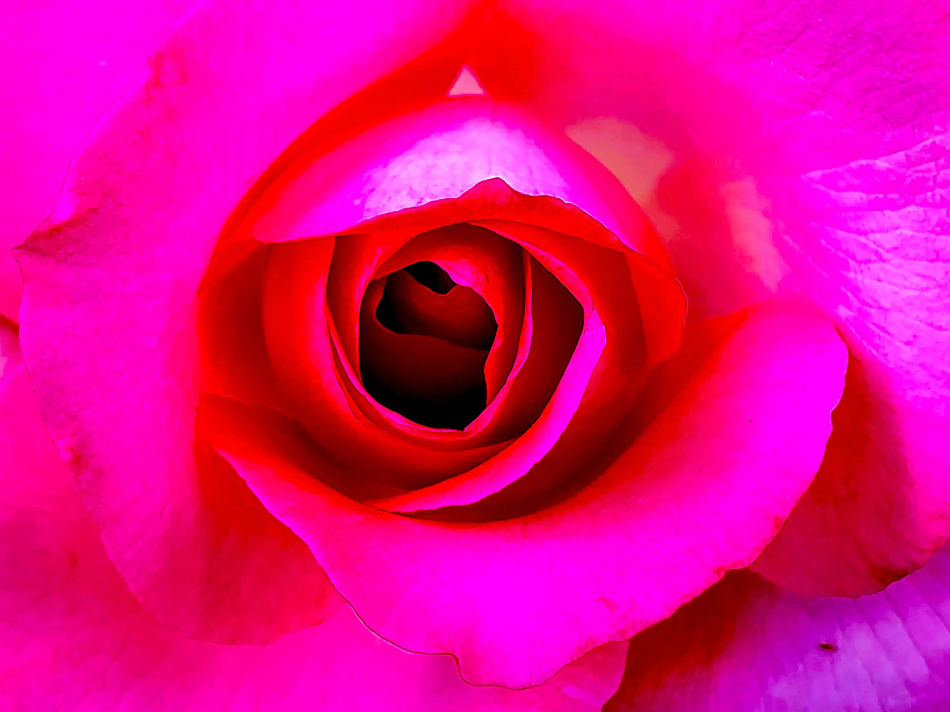 Pink Canvas Doral 20x30 Art Print