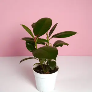 Ficus Rubber Tree “Rubusta” - 4”