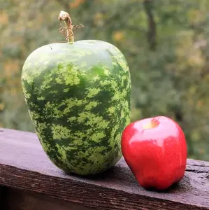 TomorrowSeeds - Apple Gourd Seeds -  Large Ornamental Gourds Green White Big Speckled Swan USA Garden Fall Tinda Pumpkin Squash Seed 2024