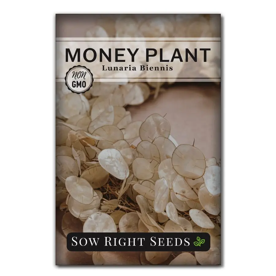 Money Plant (Lunaria biennis) Honesty or Silver Coin - Indoor or Outdoor Flower - Great for Pollinators