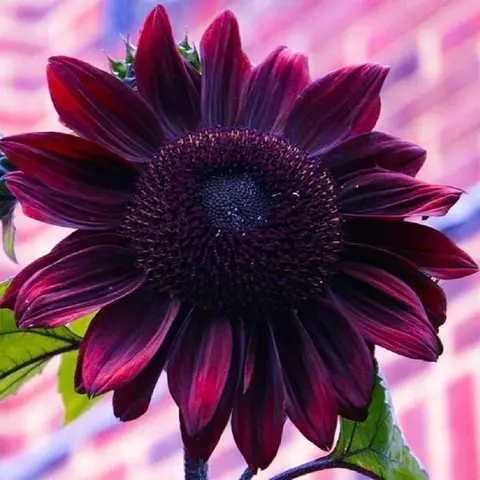 CZ GRAIN 50-Seeds Chocolate Cherry Sunflower Seeds for Planting, Rare Plants Easy-to-Grow Hand-Packaged Outdoor Garden Supplies for Standout Sunflowers & Garden Delight