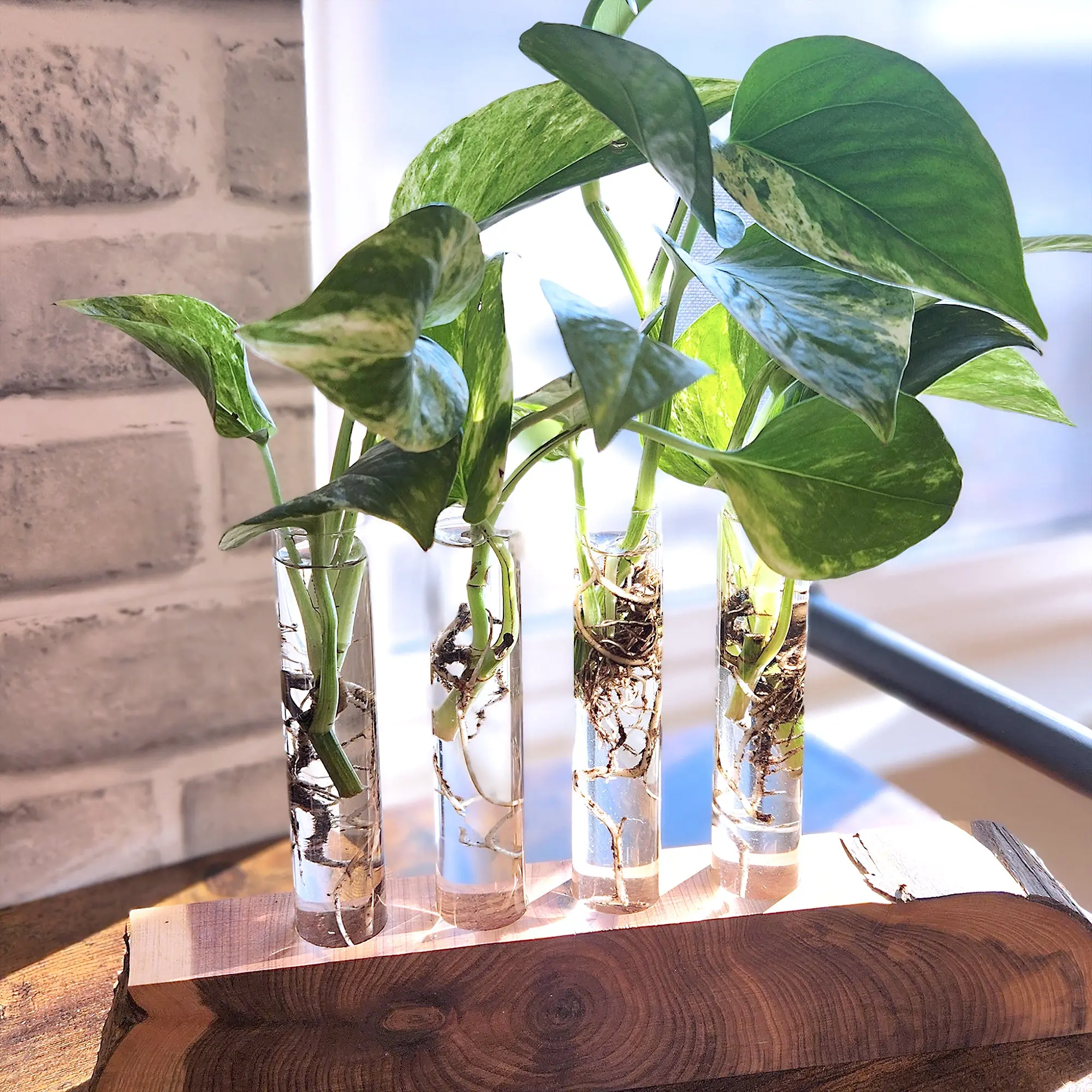 Philodendron & Pothos Plant 6-pack: Hanging Vines & Variegated Plants - (2  Pots) - Golden Pothos - Marble Queen Pothos - Brasil Philodendron - Micans  - Neon - Satin Pothos - Heart Leaf Philodendron - TikTok Shop