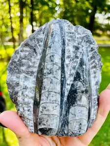 Orthoceras Fossil Crystal