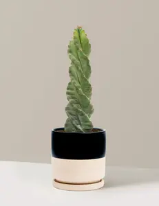 Spiral Cactus