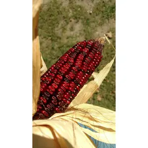 Jimmy Red Corn Seed
