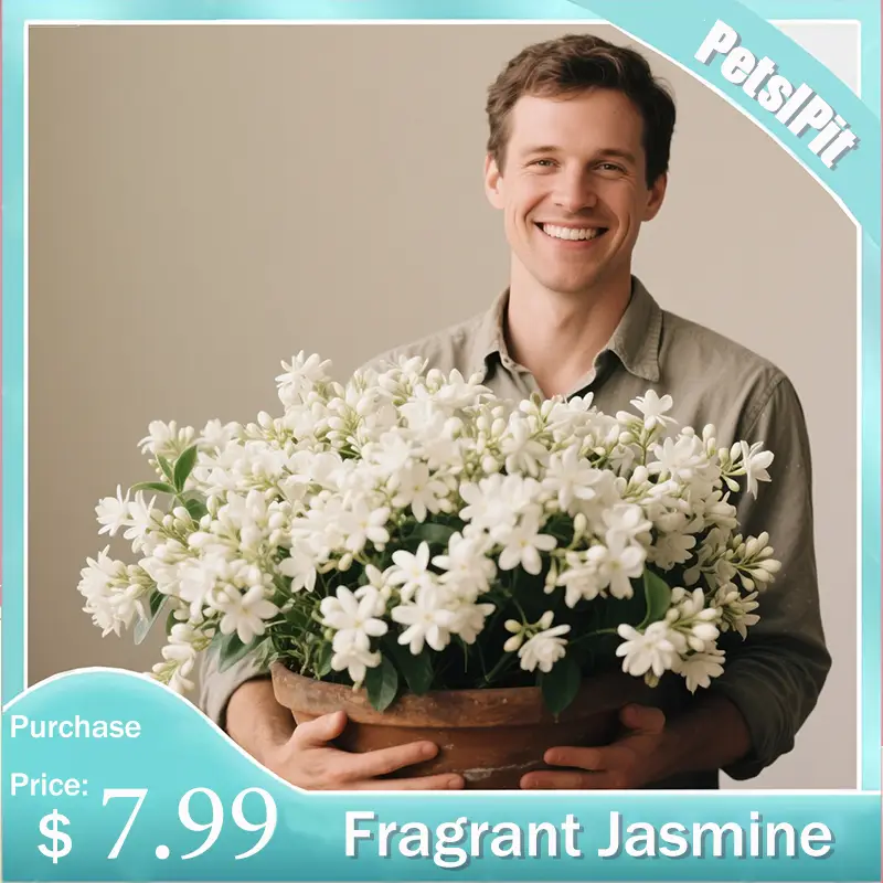 【PetalPit】Non-GMO Climbing Jasmine Seeds: 50Plants for $7.99, Aromatic Evergreen Silver Jasmine Perfect for Garden & Balcony Decoration