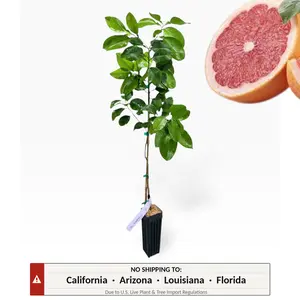 Rio Red Grapefruit Tree | No Ship CA AZ LA FL | US Citrus Nursery | Sweet Seedless Ruby Red Flesh, Official Texas State Fruit, Natural Live Citrus Plant, Indoor Outdoor Fruit Tree | No Ship CA AZ LA FL