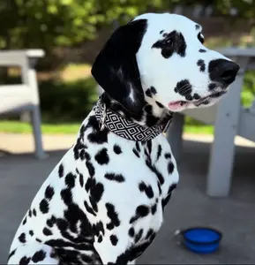 Moomba Collar
