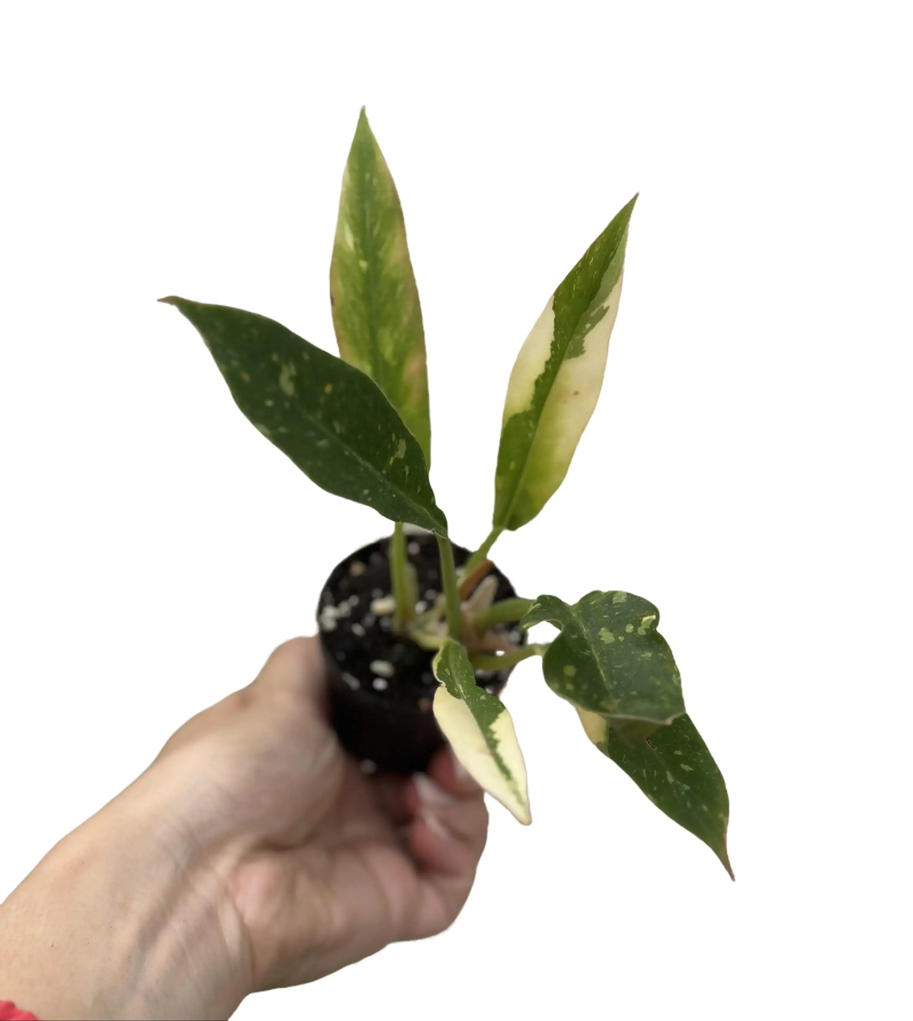 Philodendron Ring of Fire Potted Live Plant 2in - Rare Exotic Houseplant - Color-Changing Foliage - Vibrant Orange, Copper, & Gold - Tropical Gift - Unique Indoor Plant - Self-Heading Aroid - Low Maintenance - Statement Greenery - Bright Foliage