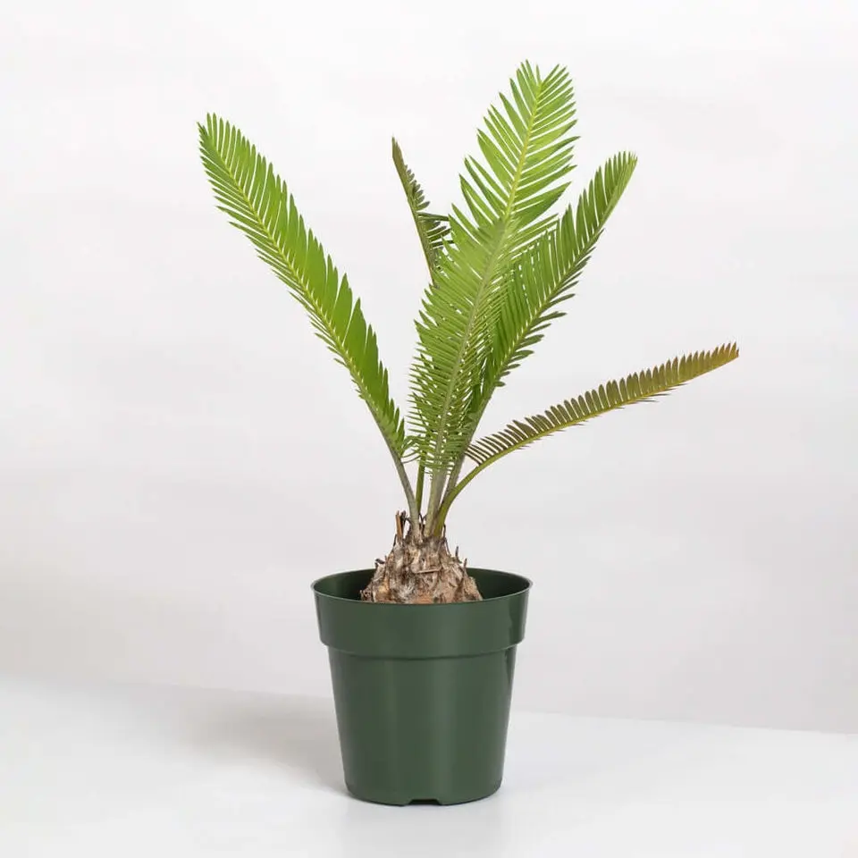 Dioon Mexican Fern Rare Palm