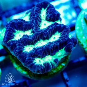Platygyra sp. - Neon Yellow Valley