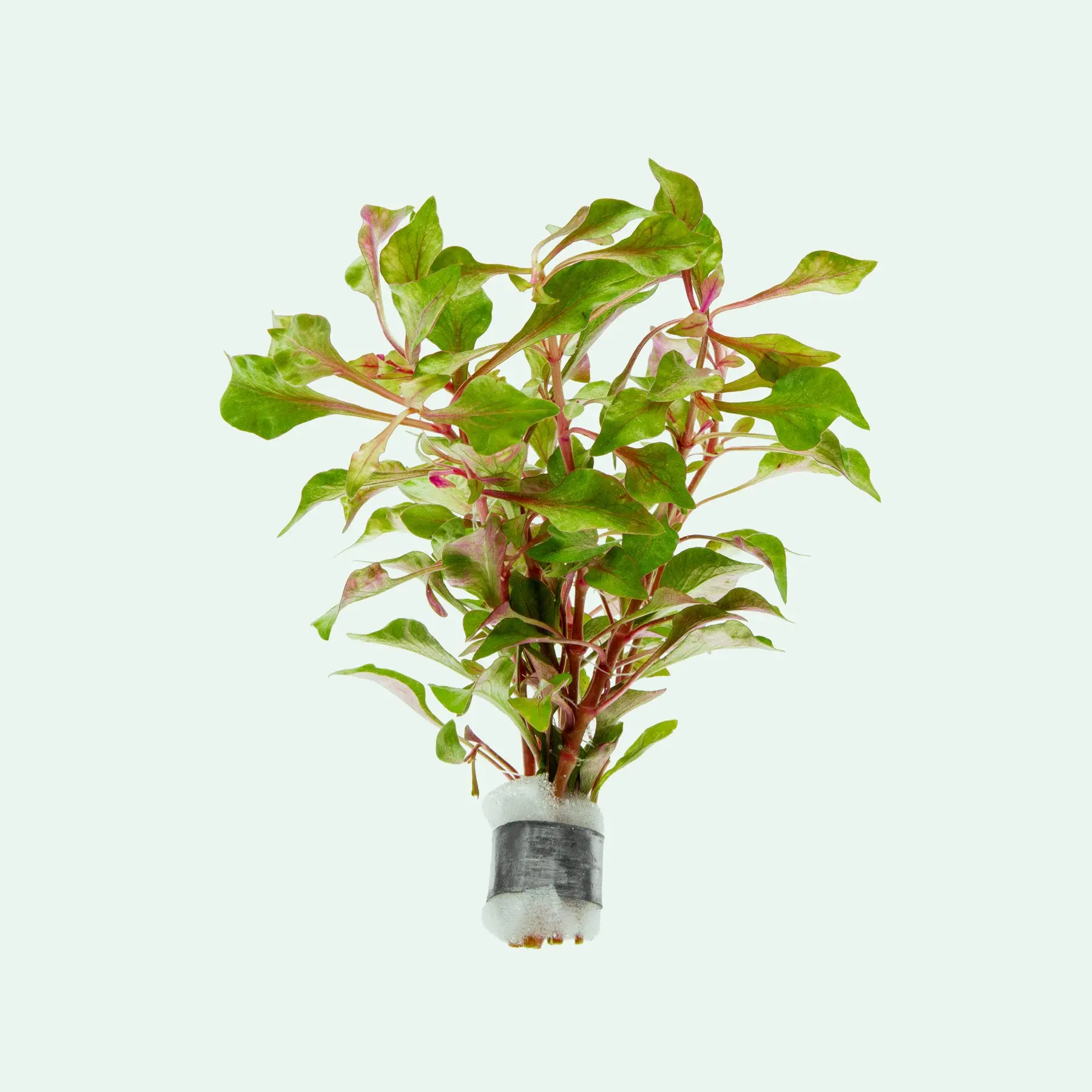 Alternanthera Bettzickiana