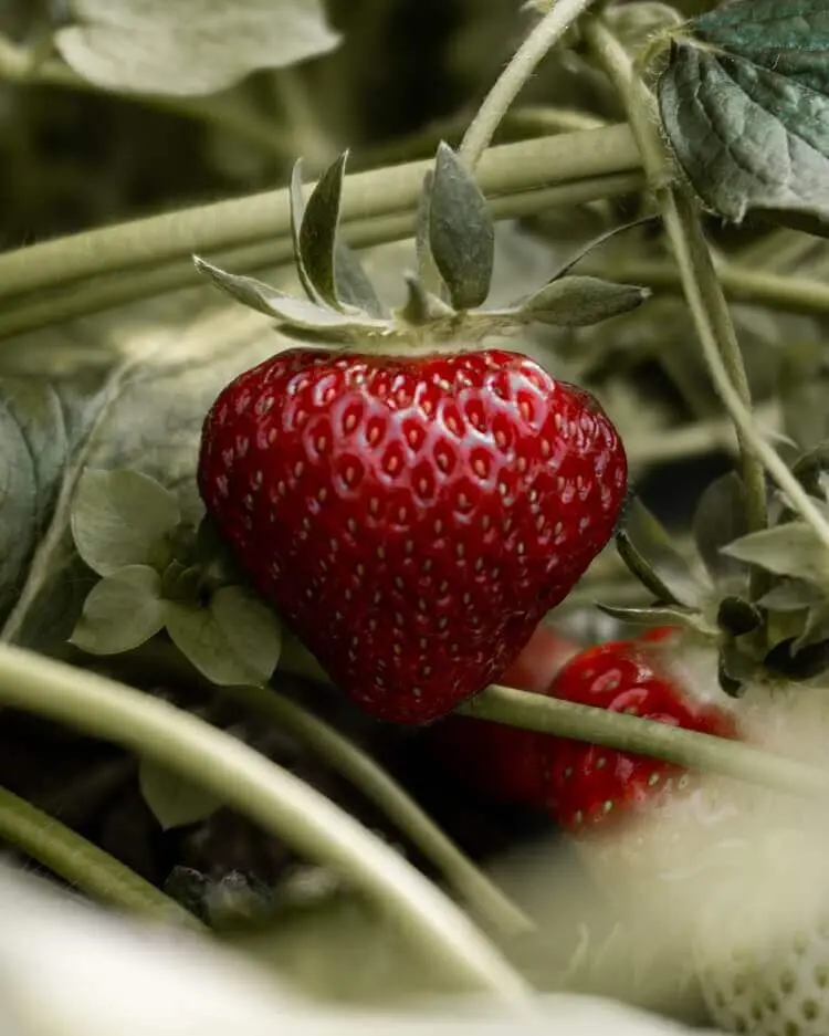 Chandler June-Bearing Strawberry Plants | Large, Sweet, High-Yield Variety | Non-GMO Bare Root | Hand Picked Nursery