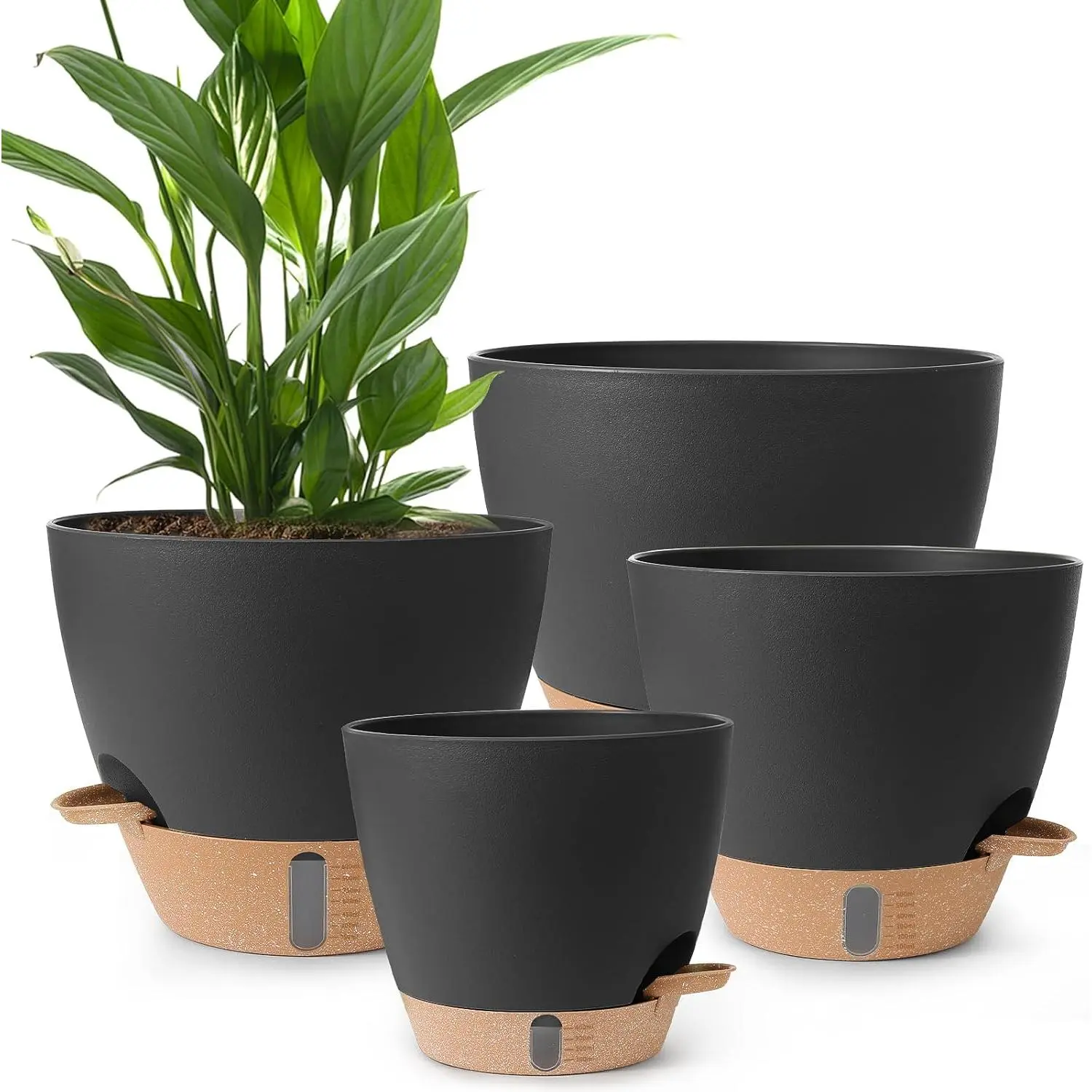 english ivy planter Buy English Ivy Trailing Vine main image 1